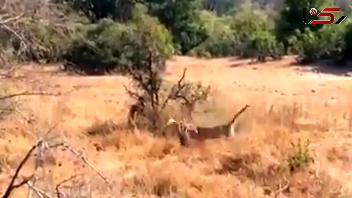 فیلم شکار حساب شده پلنگ در دل طبیعت