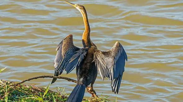 
پرنده نادر آفریقایی در ایران تلف شد+عکس ها
