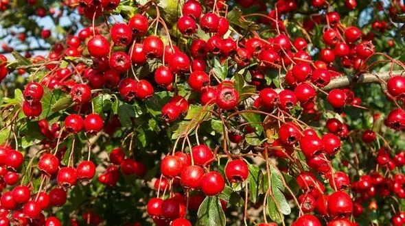 درمان اگزما با یک عرق گیاهی شگفت انگیز