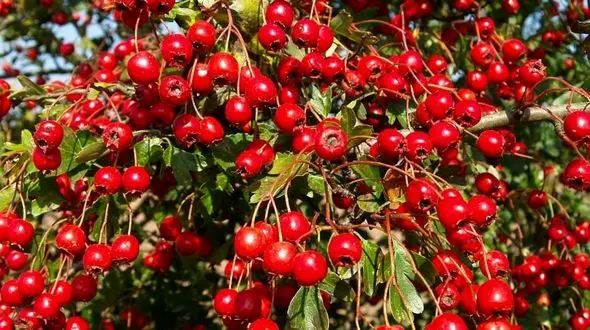 درمان اگزما با یک عرق گیاهی شگفت انگیز