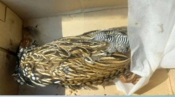 دستگیری شکارچی ۵ قطعه پرنده حمایت شده دراج در رودبار جنوب