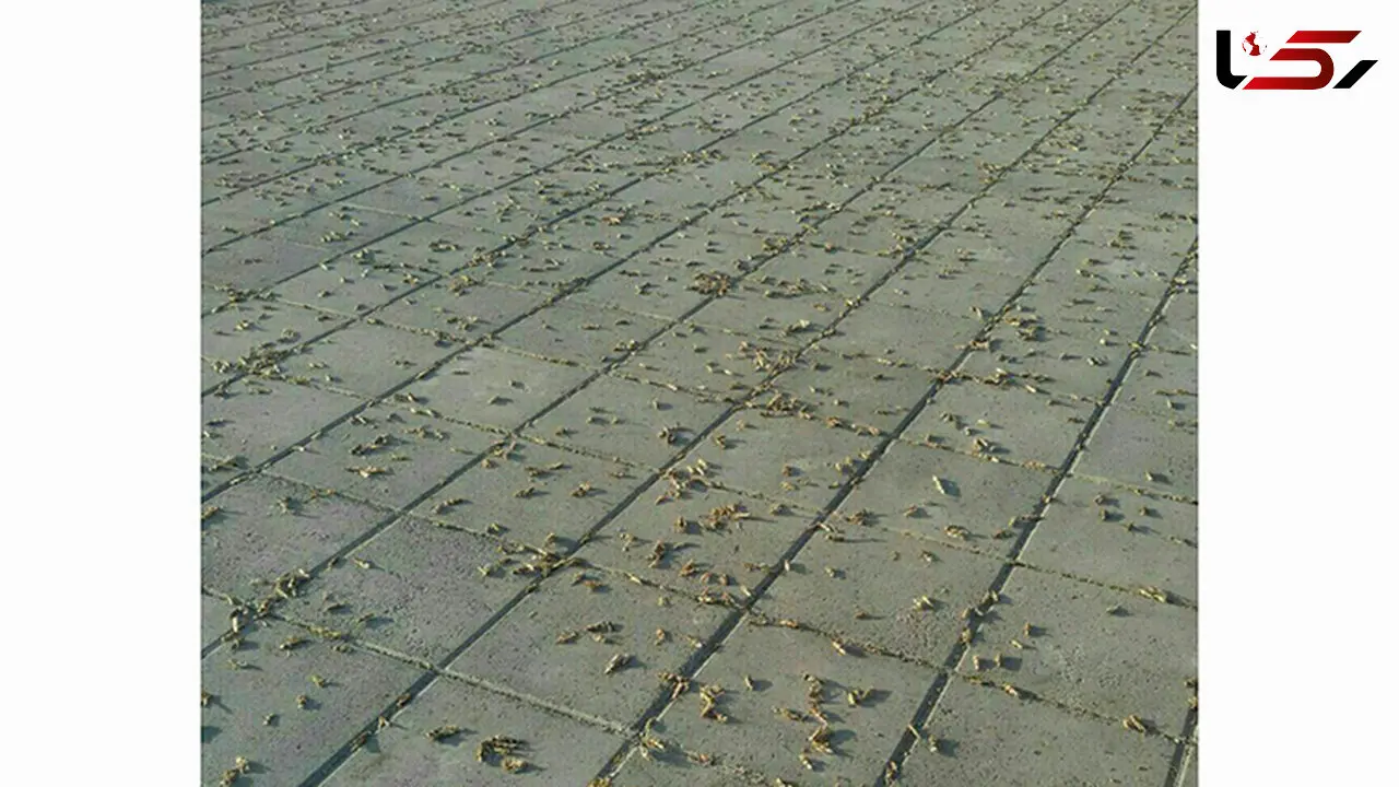 لشکر ‎ملخ ها به نزدیکی تهران رسید / اینجا بوستان مشاهیر ‎پرند است