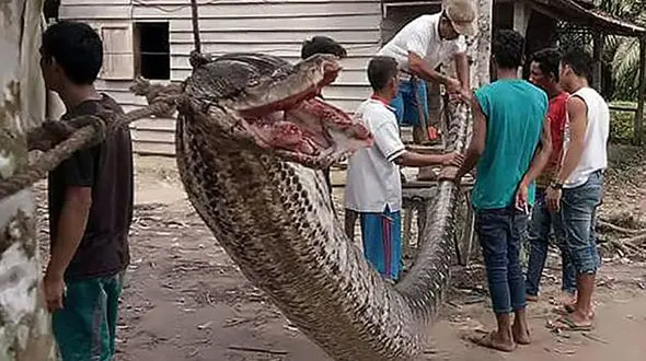 مرد37 ساله در نبرد با هیولای 7 متری پیروز شد! + تصاویر 