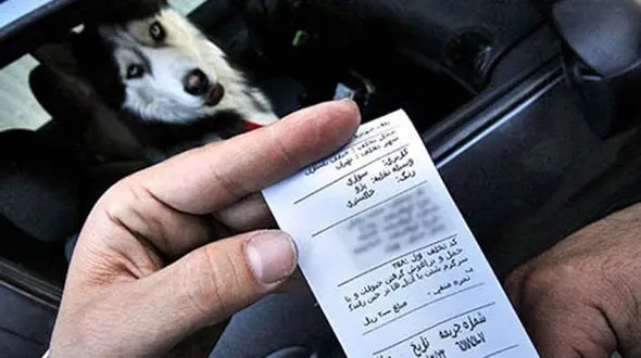 برخورد پلیس راهور با سگ‌گردانی در خودرو
