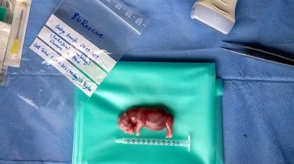 نگاهی به تصاویر علمی خارق‌ العاده اکتبر: از حیات وحش تا سفر به کهکشان‌ ها