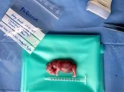 نگاهی به تصاویر علمی خارق‌ العاده اکتبر: از حیات وحش تا سفر به کهکشان‌ ها