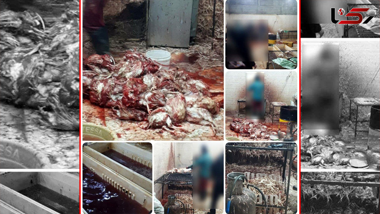 عکس های اسفناک از آلوده ترین کشتارگاه مرغ زنده! / در بابل لو رفت