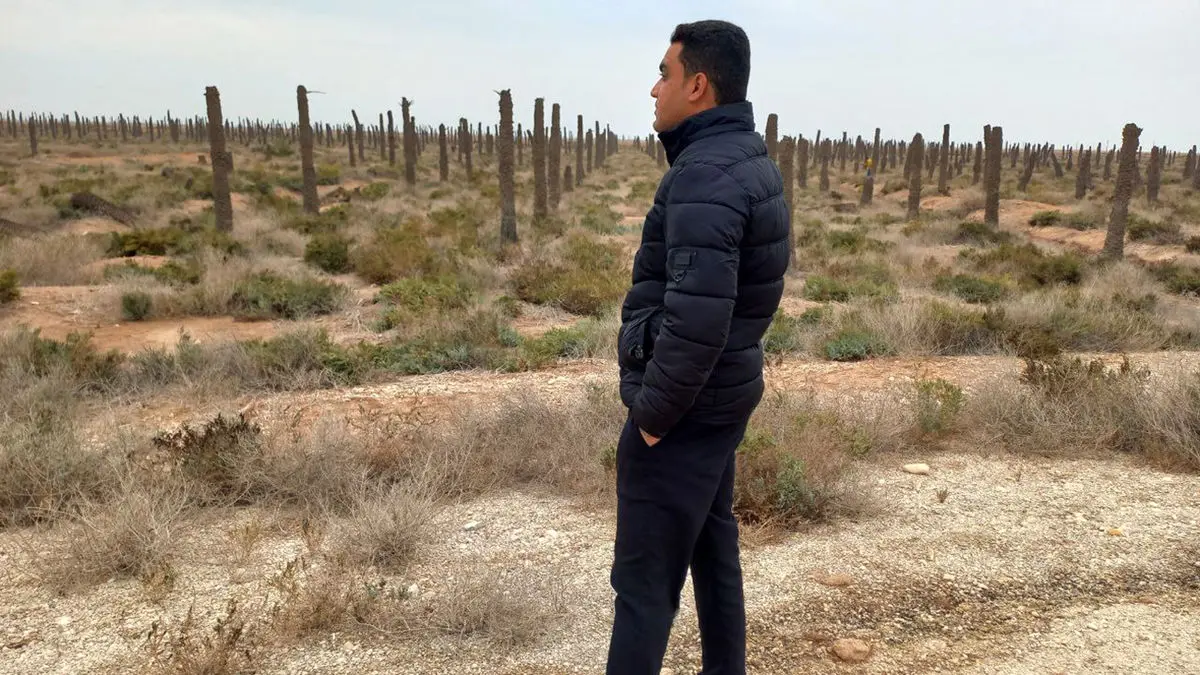 آبادان و خرمشهر به گورستان نخل ها تبدیل شد/ مرگ 4 میلیون نخل و قتلی که ادامه دارد/ سدها ناکارآمد، بهمن‌شیر در بحران