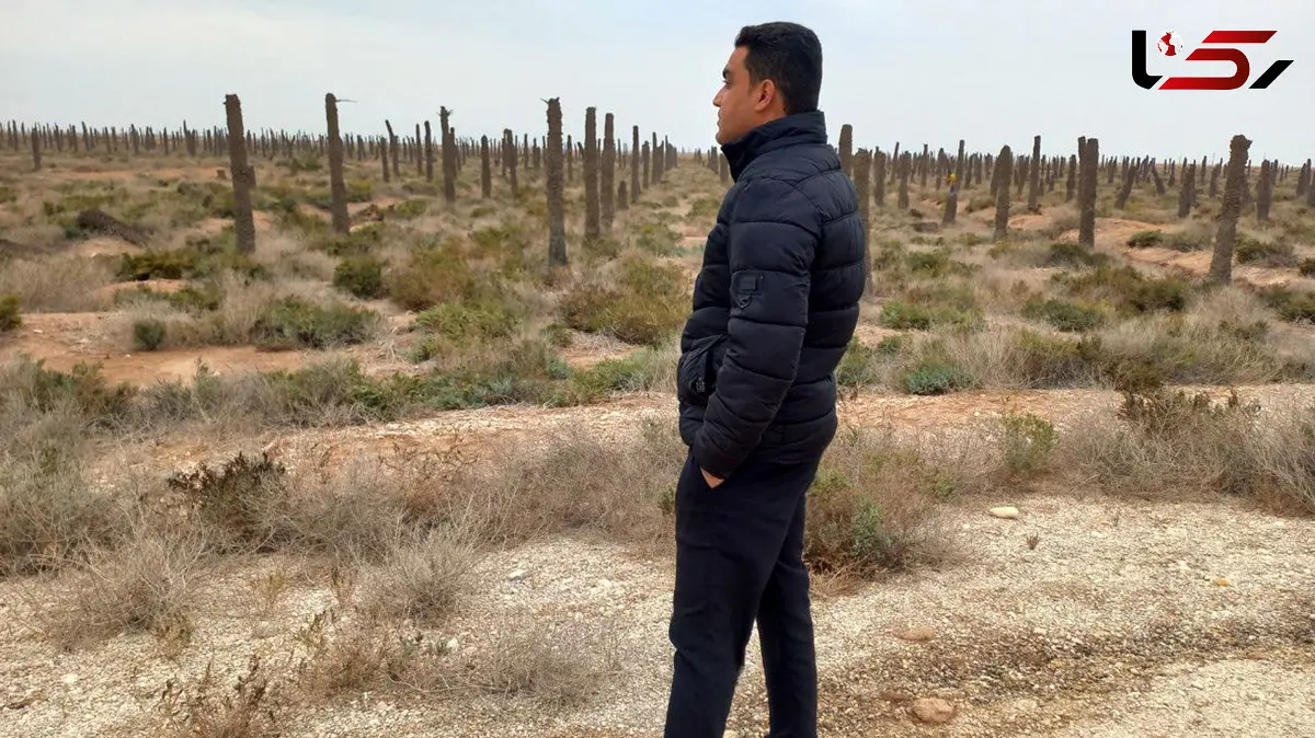آبادان و خرمشهر به گورستان نخل ها تبدیل شد/ مرگ 4 میلیون نخل و قتلی که ادامه دارد/ سدها ناکارآمد، بهمن‌شیر در بحران + صوت