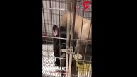 این سگ زیرک از قفس فرار کرد! + فیلم