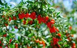 راز لاغری با گوجی بری: خواص و نحوه مصرف صحیح