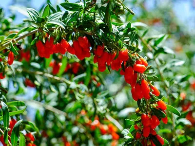 راز لاغری با گوجی بری: خواص و نحوه مصرف صحیح