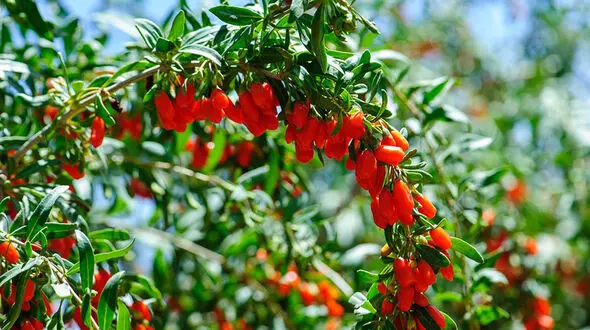راز لاغری با گوجی بری: خواص و نحوه مصرف صحیح