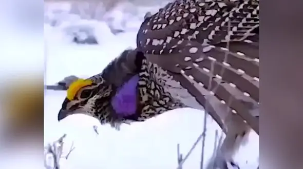 رقص پرنده زیبا روی برف + فیلم 