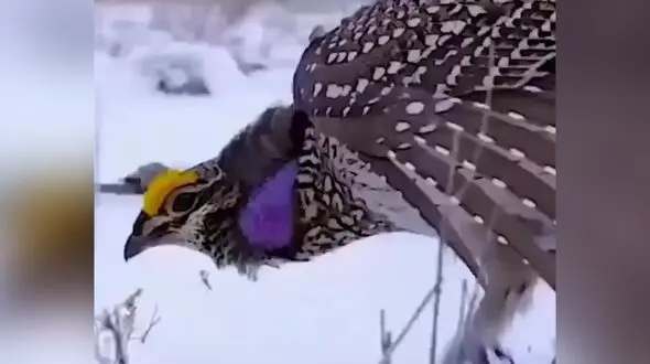 رقص پرنده زیبا روی برف + فیلم 