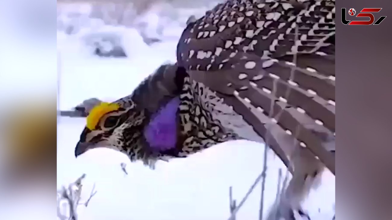 رقص پرنده زیبا روی برف + فیلم 