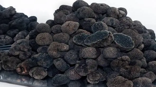 شکارچیان قارچ ترافل در ارتفاعات «جهان‌نما» زمین‌گیر شدند