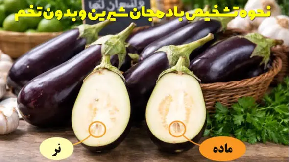 نحوه تشخیص بادمجان شیرین و بدون تخم / تشخیص بادمجان نر و ماده
