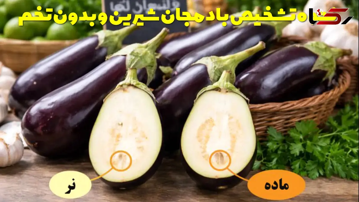 نحوه تشخیص بادمجان شیرین و بدون تخم / تشخیص بادمجان نر و ماده
