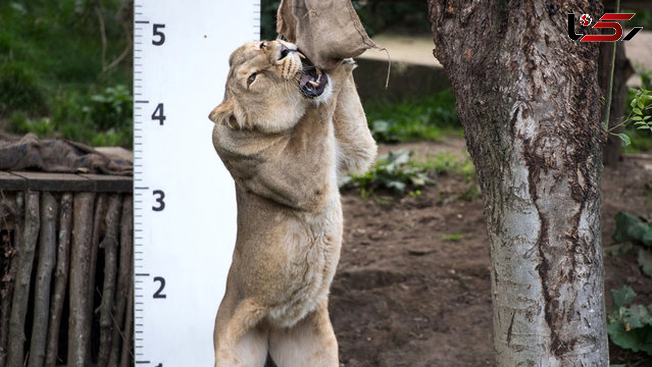 عکس های زیبا و دیدنی از روش اندازه گیری حیوانات باغ وحش لندن+تصاویر