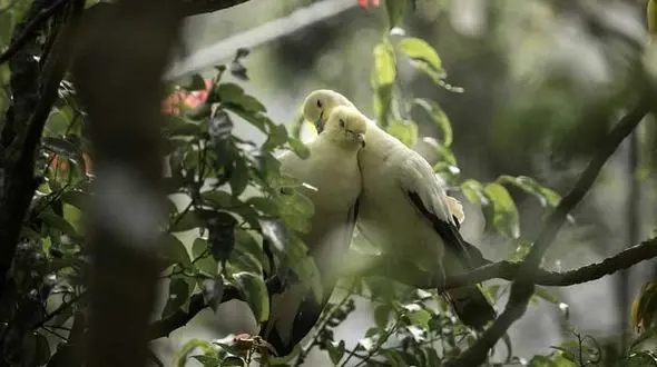 کبوترها هم عاشق می‌شوند!