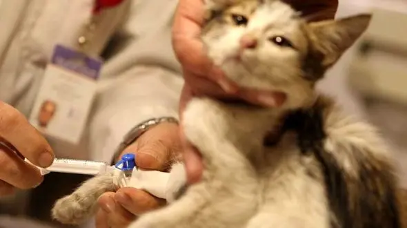 شناسایی یک کلینیک متخلف حیوانات خانگی در مشهد