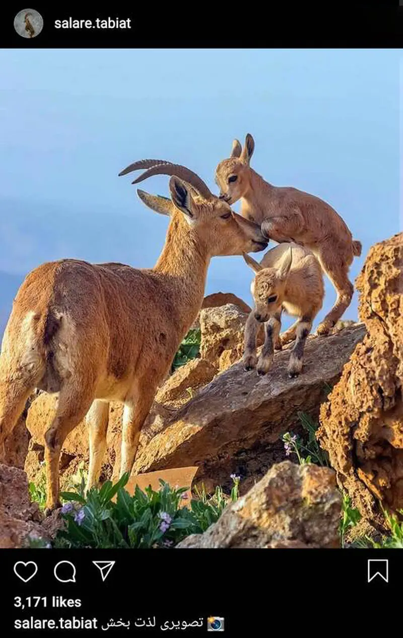 بزی که فرزندش را بوسید
