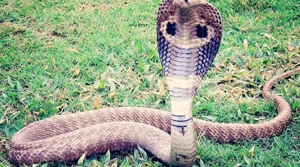 حمله مار به داخل خانه یک زن / وحشت در خانه بیداد می کرد + فیلم / هند