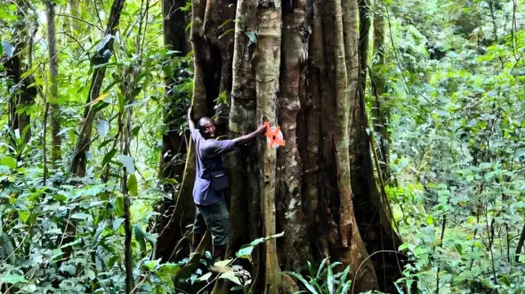 کشف یک درخت ۳۰۰۰ ساله جهان را در شوک فرو برد! + جزئیات