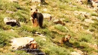 فیلم بامزه دو توله خرس و مادرشان در مازندران / فیلمبردار را دیدند و از ترس گریختند !