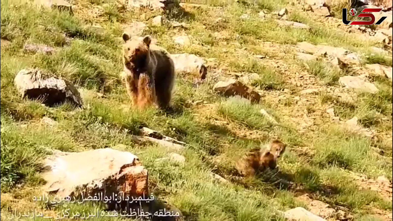 فیلم بامزه دو توله خرس و مادرشان در مازندران / فیلمبردار را دیدند و از ترس گریختند !