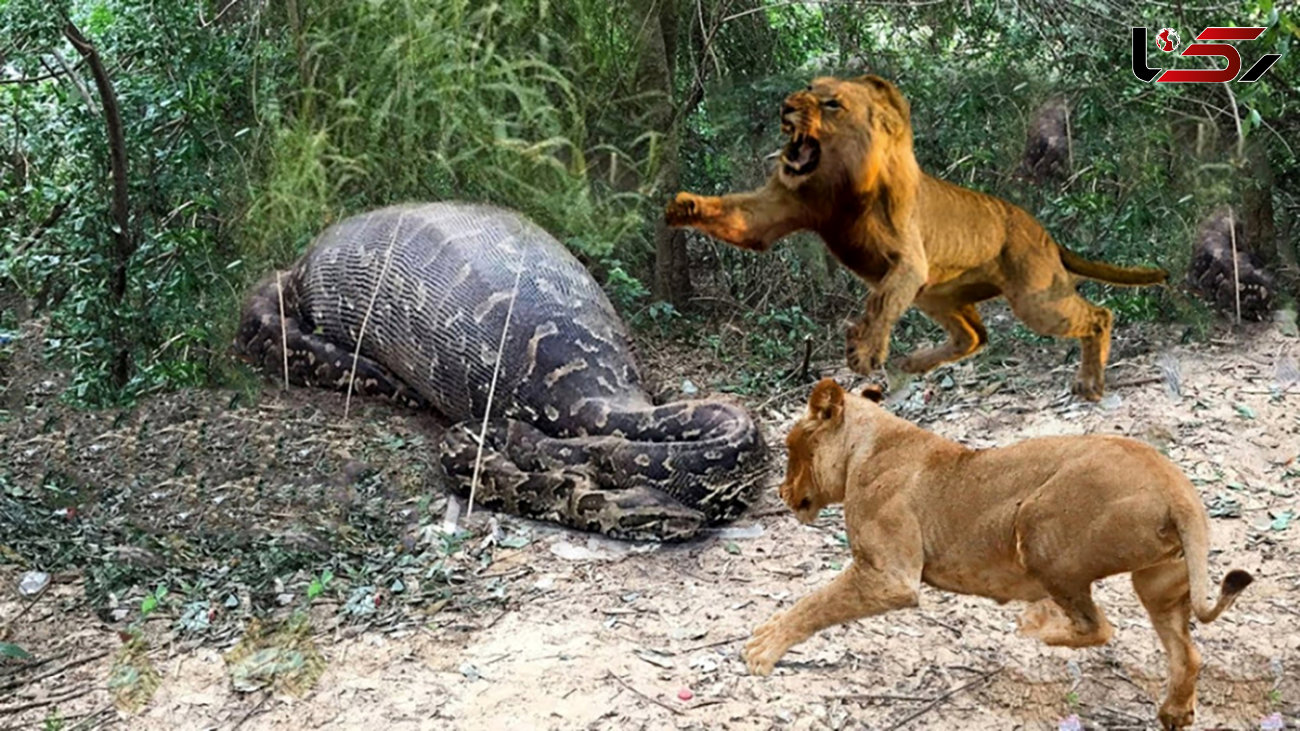 فیلم مبارزه واقعی شیرها با مار پیتون بزرگ! / شیرها با فکر می جنگند نه فقط با زور !
