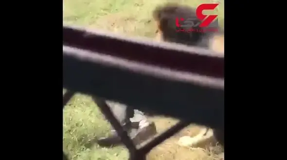 فیلمی نفس‌گیر از حمله شیر به یک مرد+ فیلم 14+