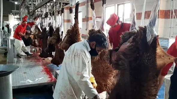 آشنایی با روند کار کشتارگاه صنعتی گلپایگان و مراحل مختلف واحدهای آن + فیلم 
