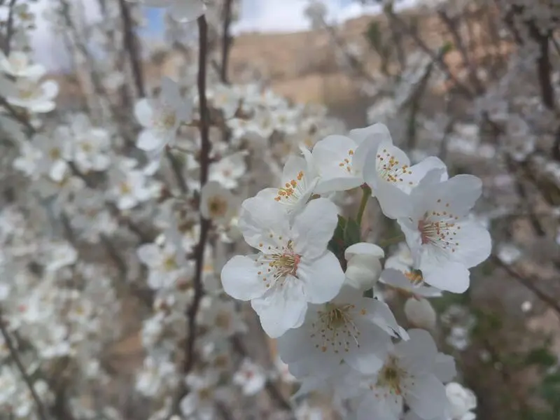 شکوفه های بهاری در لارستان