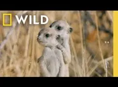 روایت تازه از پیوند عاطفی میان جانوران و مادرانشان + فیلم