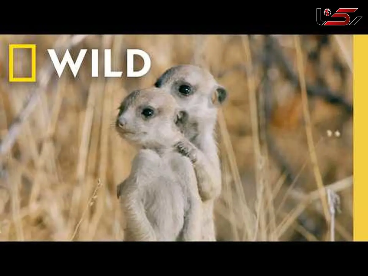 روایت تازه از پیوند عاطفی میان جانوران و مادرانشان + فیلم