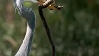  شکار و شکارچی تلاش برای بقا در طبیعت