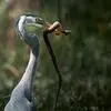  شکار و شکارچی تلاش برای بقا در طبیعت