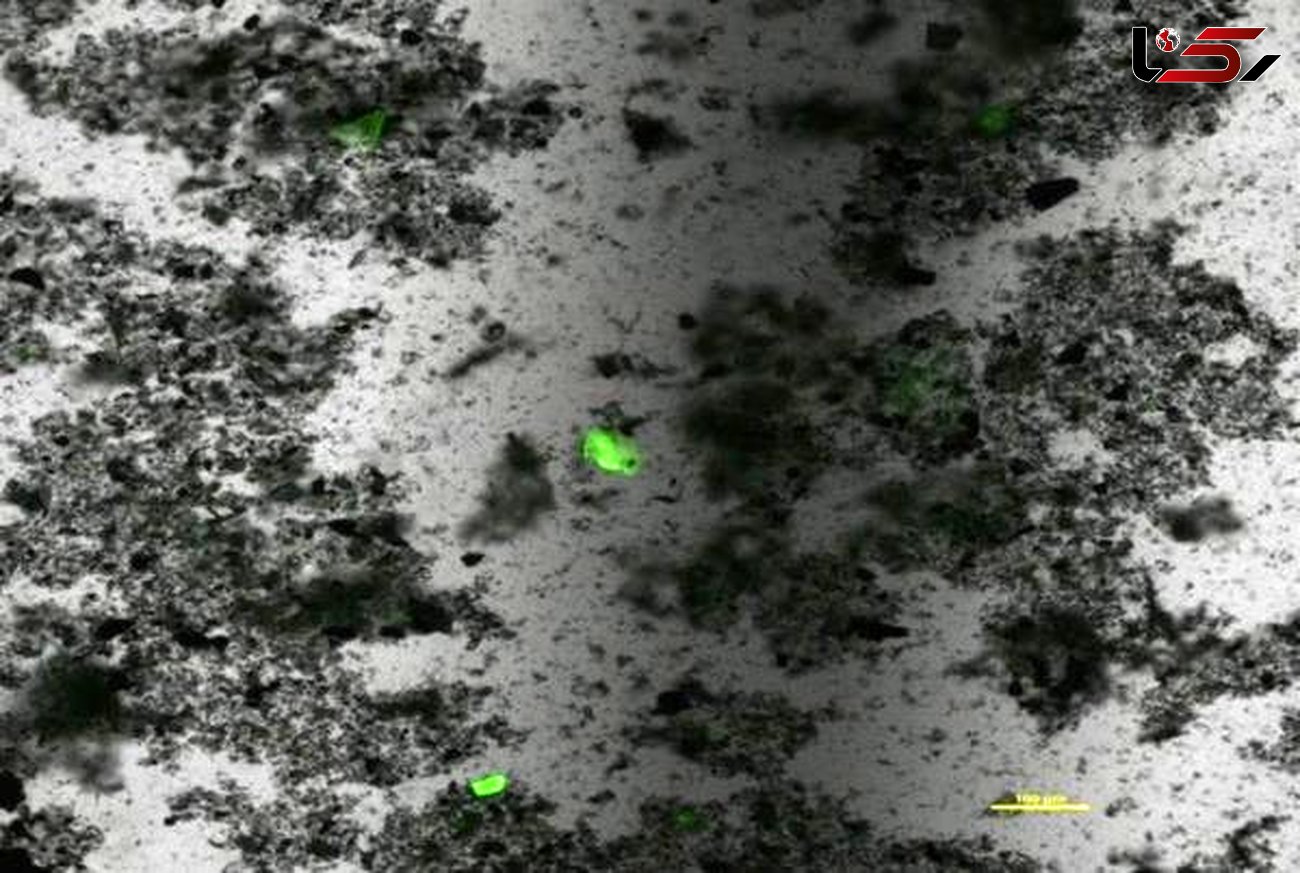 ذرات پلاستیک شناور در آب با رنگ فلورسنت شناسایی می شوند