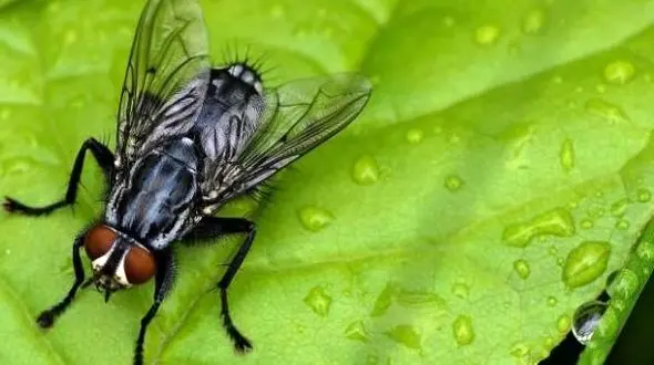 مگس و پشه ها هم آلرژی دارند؟