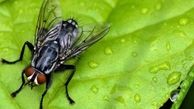 مگس و پشه ها هم آلرژی دارند؟