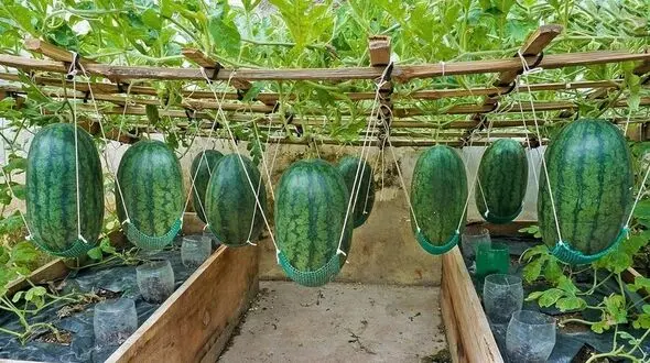 کاشت گران ترین هندوانه جهان در تراس خانه + فیلم