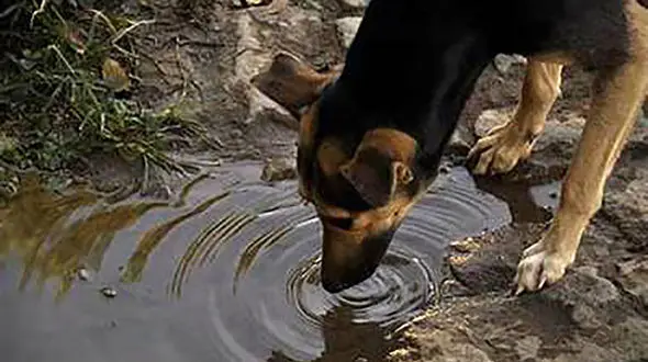 این شکارچی ساقی حیوانات وحشی شد / حکم جالب قاضی دادگاه مشهد