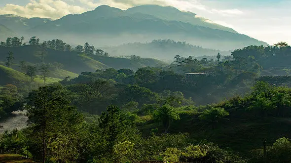 آواز پرندگان در جنگل‌های روستای نظام محله + فیلم