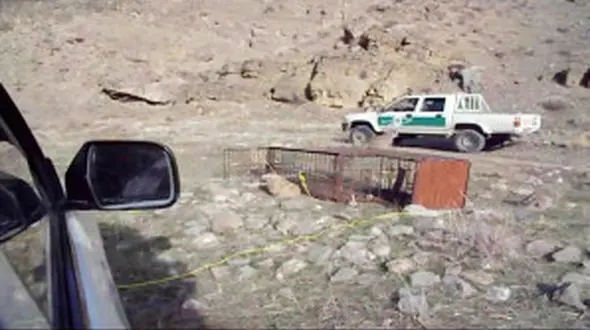 حمله پلنگ‌ به محیط بان پارک ملی تندوره