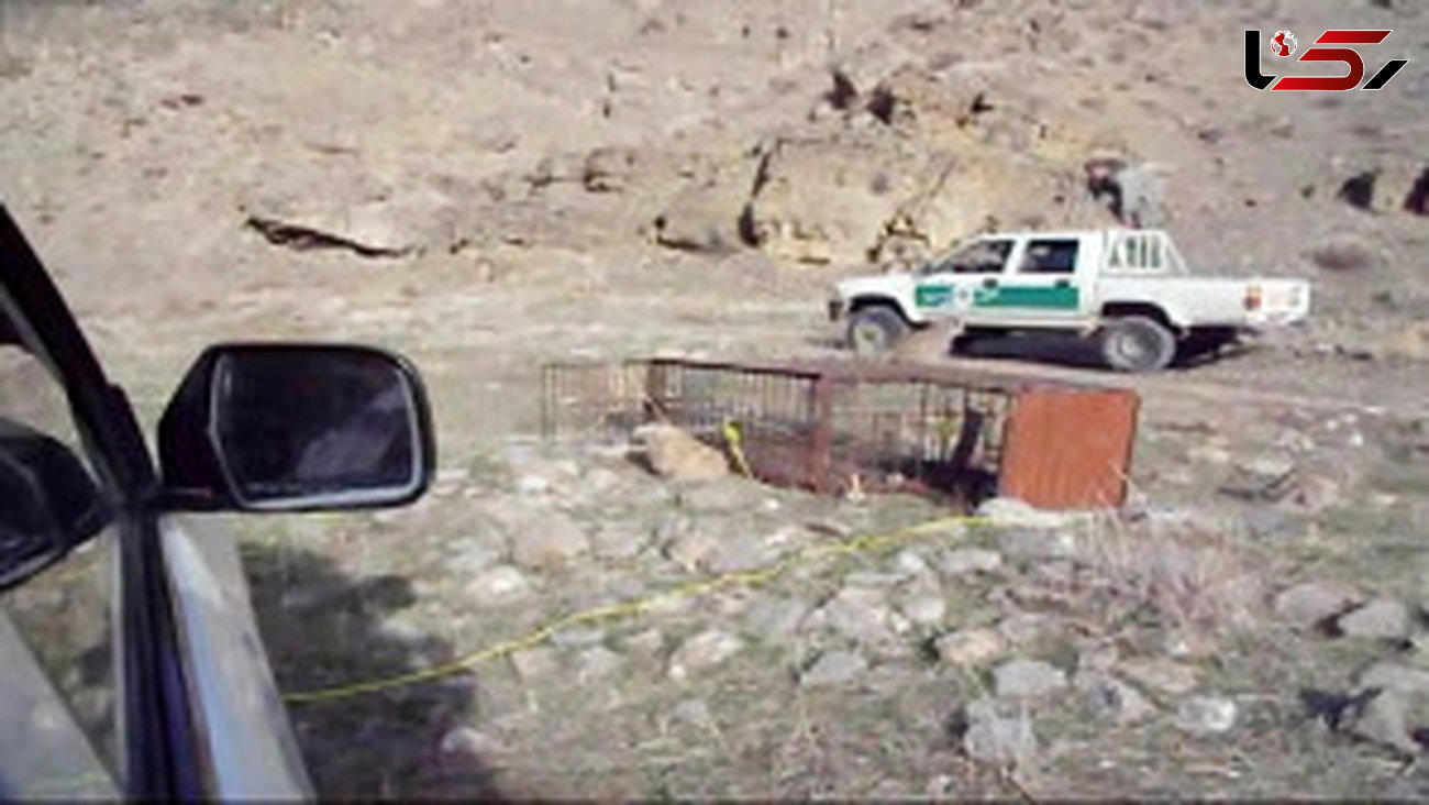 حمله پلنگ‌ به محیط بان پارک ملی تندوره