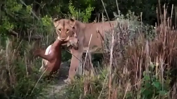 شکار یک آهو توسط شیر حین زایمان + فیلم