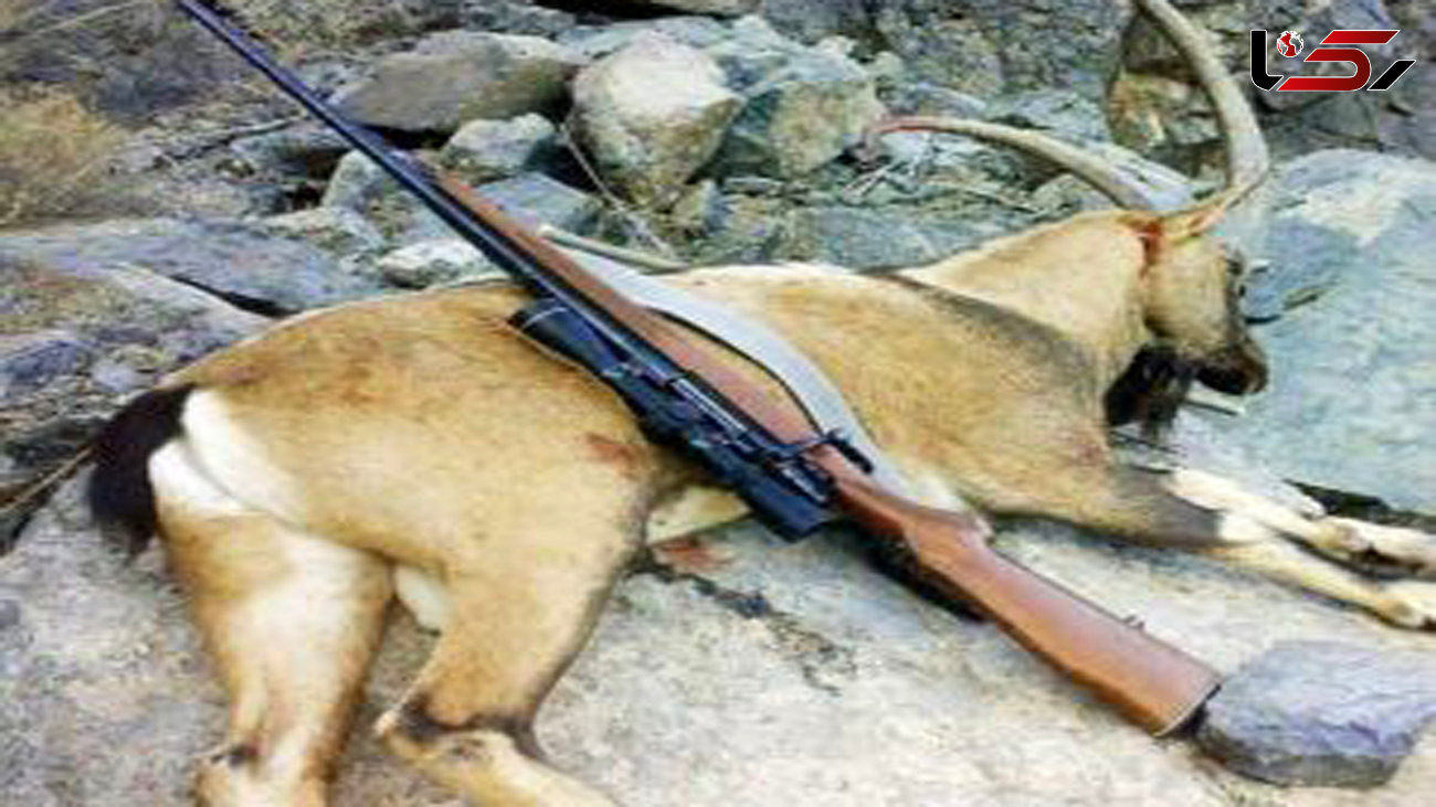 3 شکارچی در سوادکوه شکار قانون شدند 