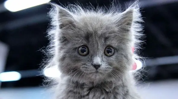 فیلم سرقت گربه از فروشگاه /  خانم فروشنده شوکه شد